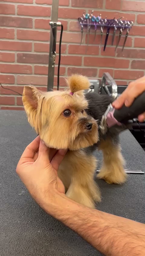 Homedoggy - Brooklyn, NY