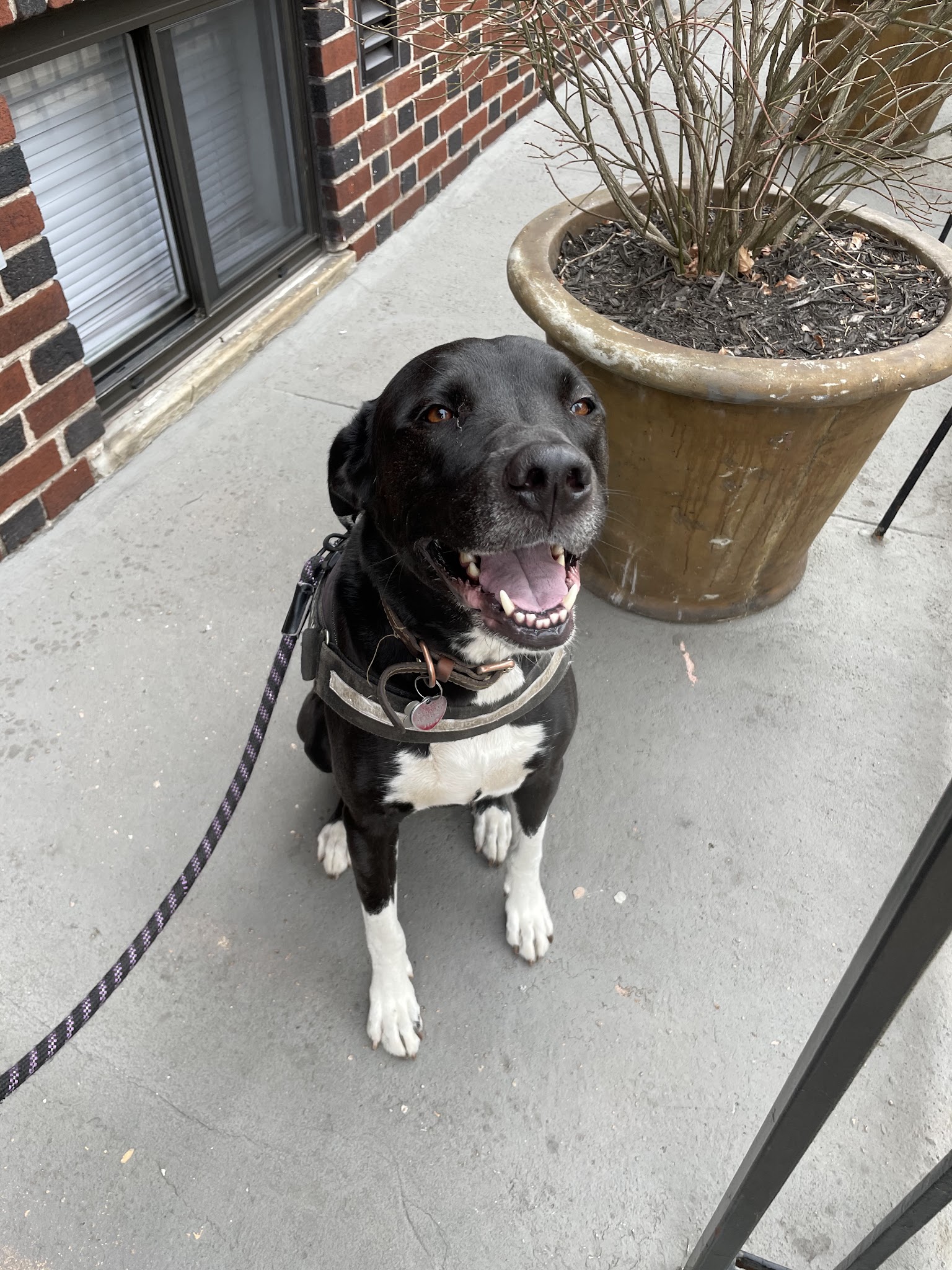 Lucky Dog - Brooklyn, NY