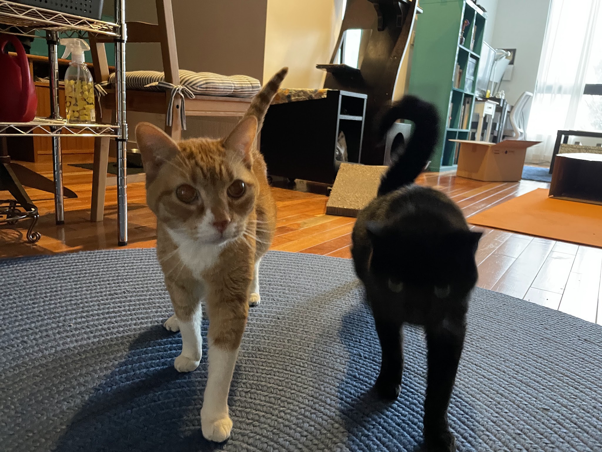 Lucky Dog - Brooklyn, NY