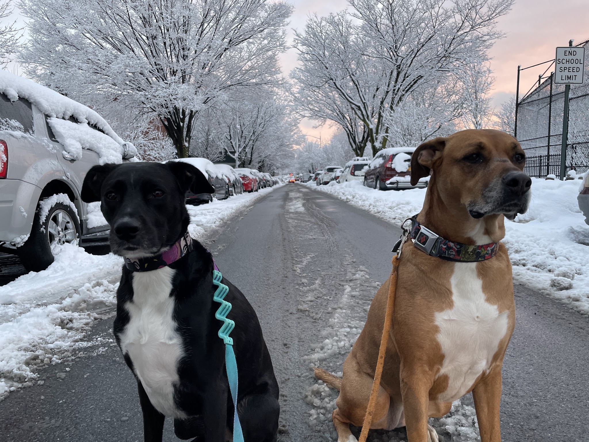 Lucky Dog - Brooklyn, NY