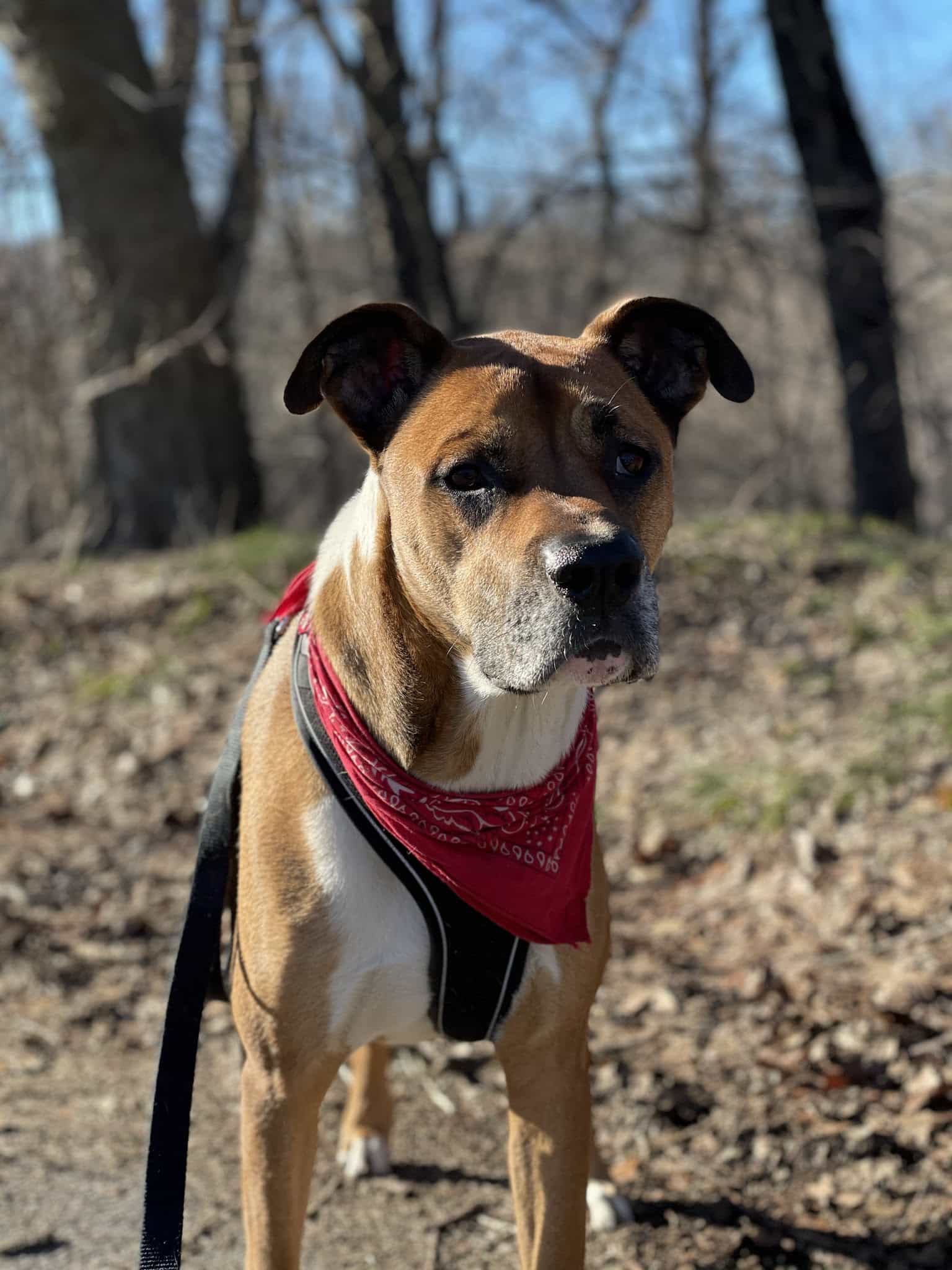 Lucky Dog - Brooklyn, NY