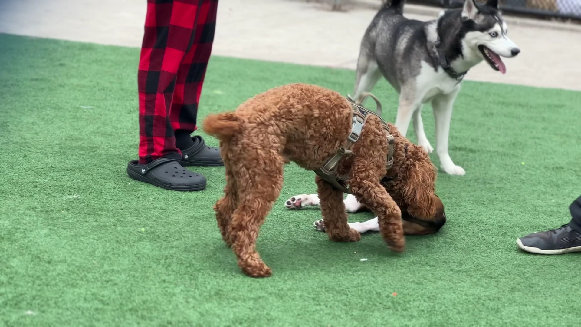 Marcy Green Dog Park - Brooklyn, NY
