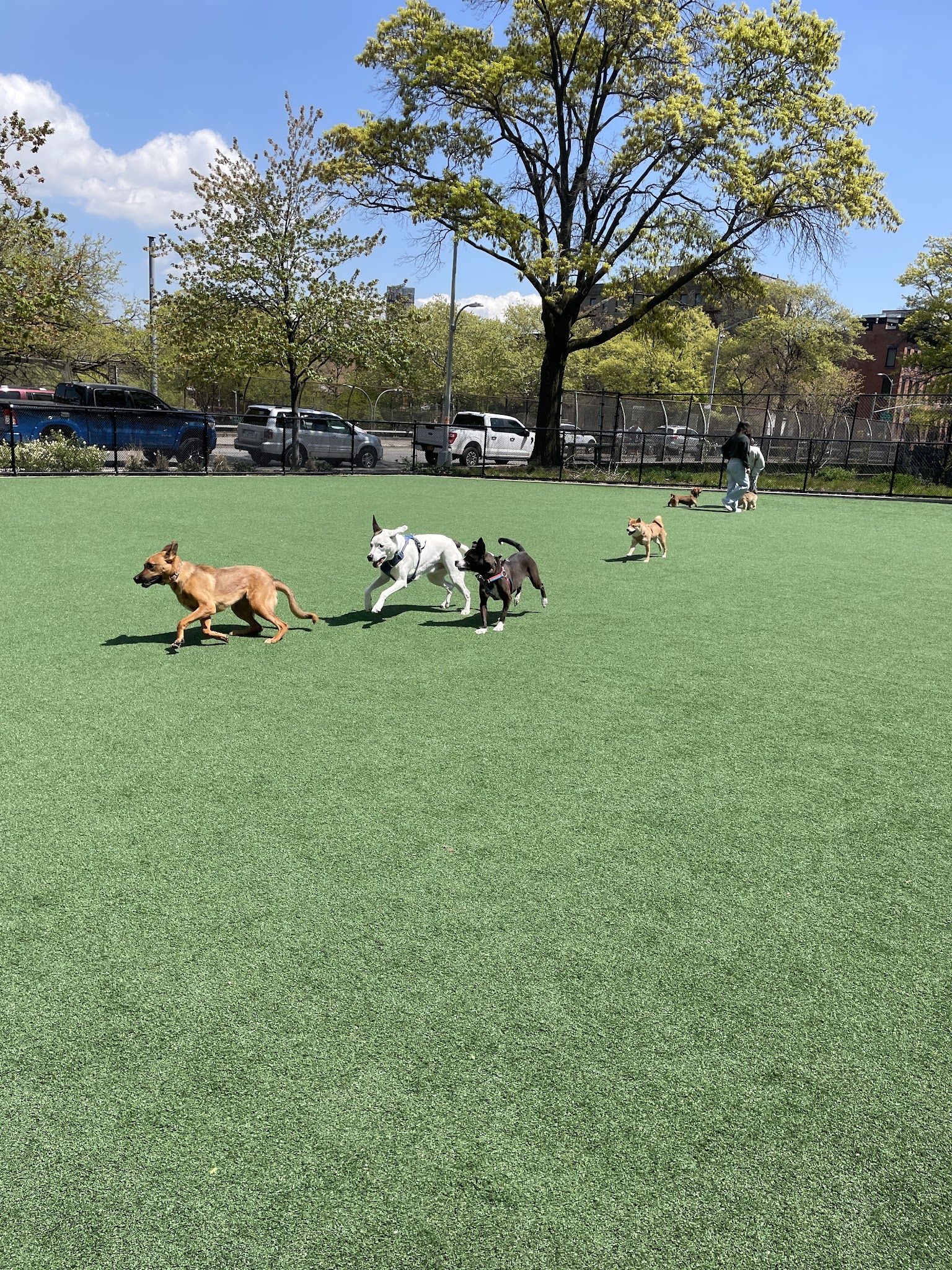 Marcy Green Dog Park - Brooklyn, NY