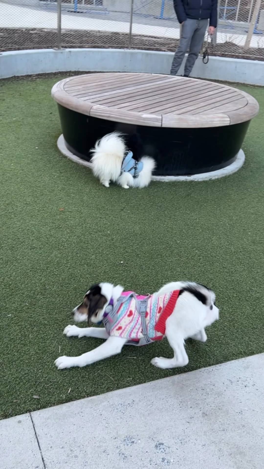 Pacific Park Dog Run - Brooklyn, NY