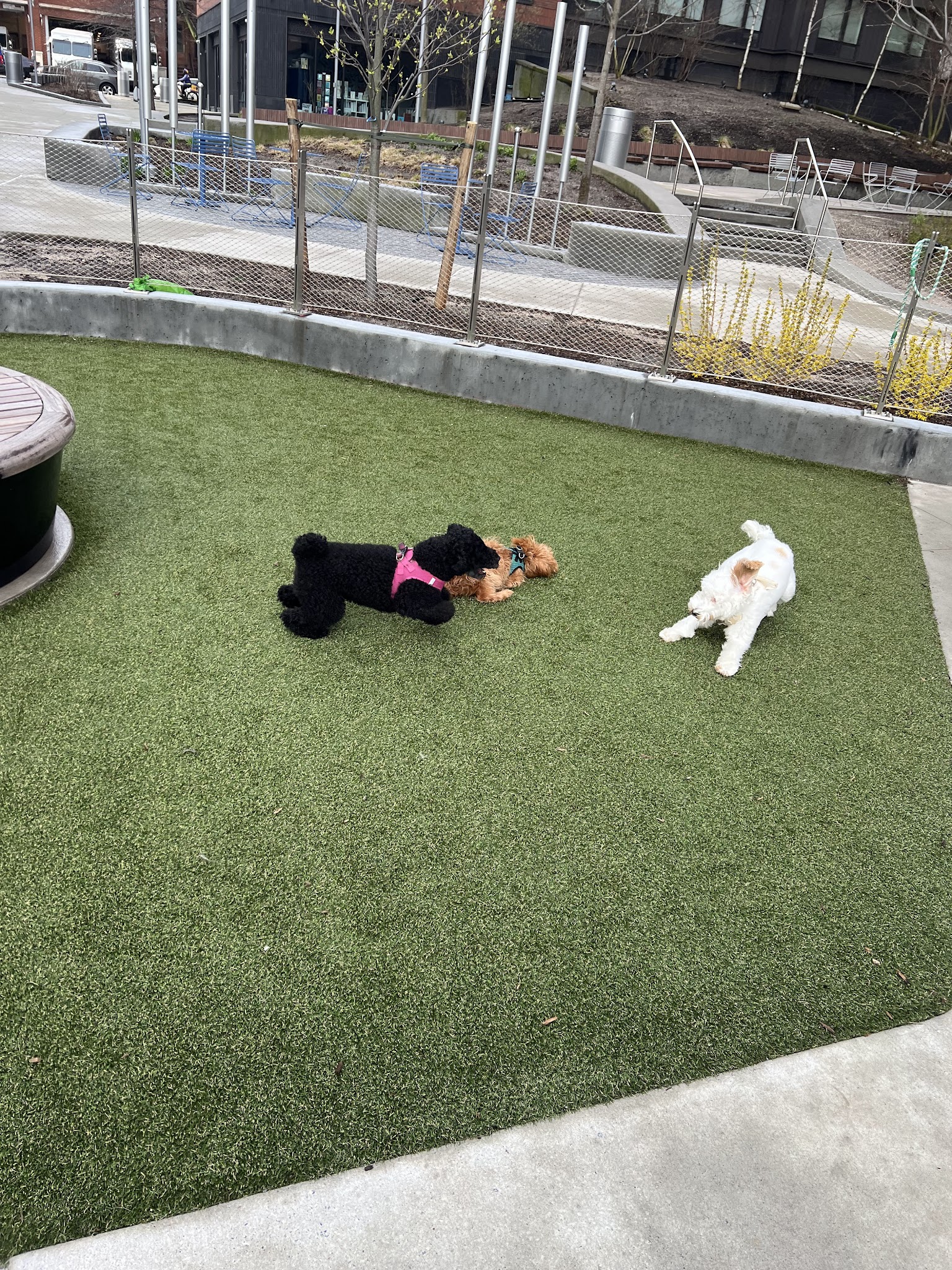 Pacific Park Dog Run - Brooklyn, NY