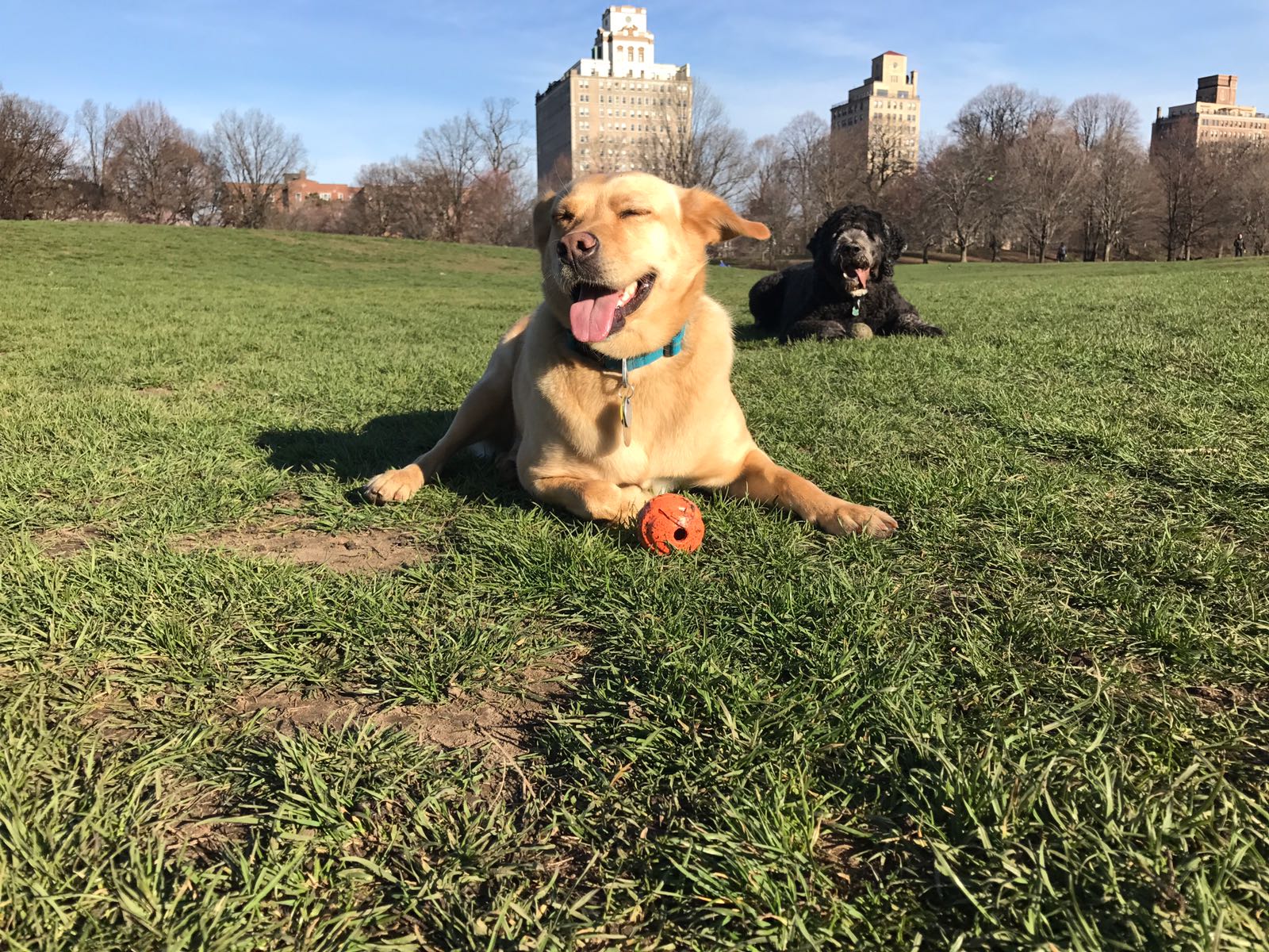 Pawmos Dog Training - Brooklyn, NY