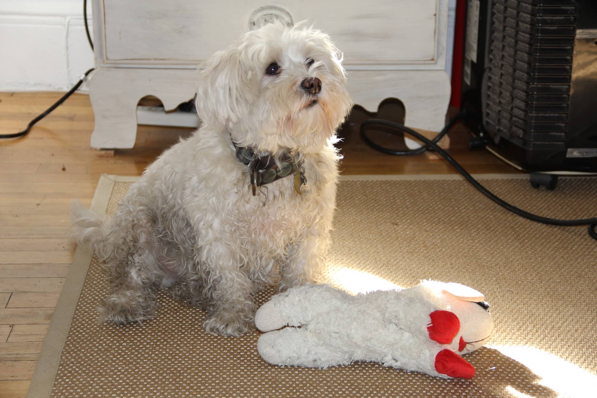 Pawmos Dog Training - Brooklyn, NY