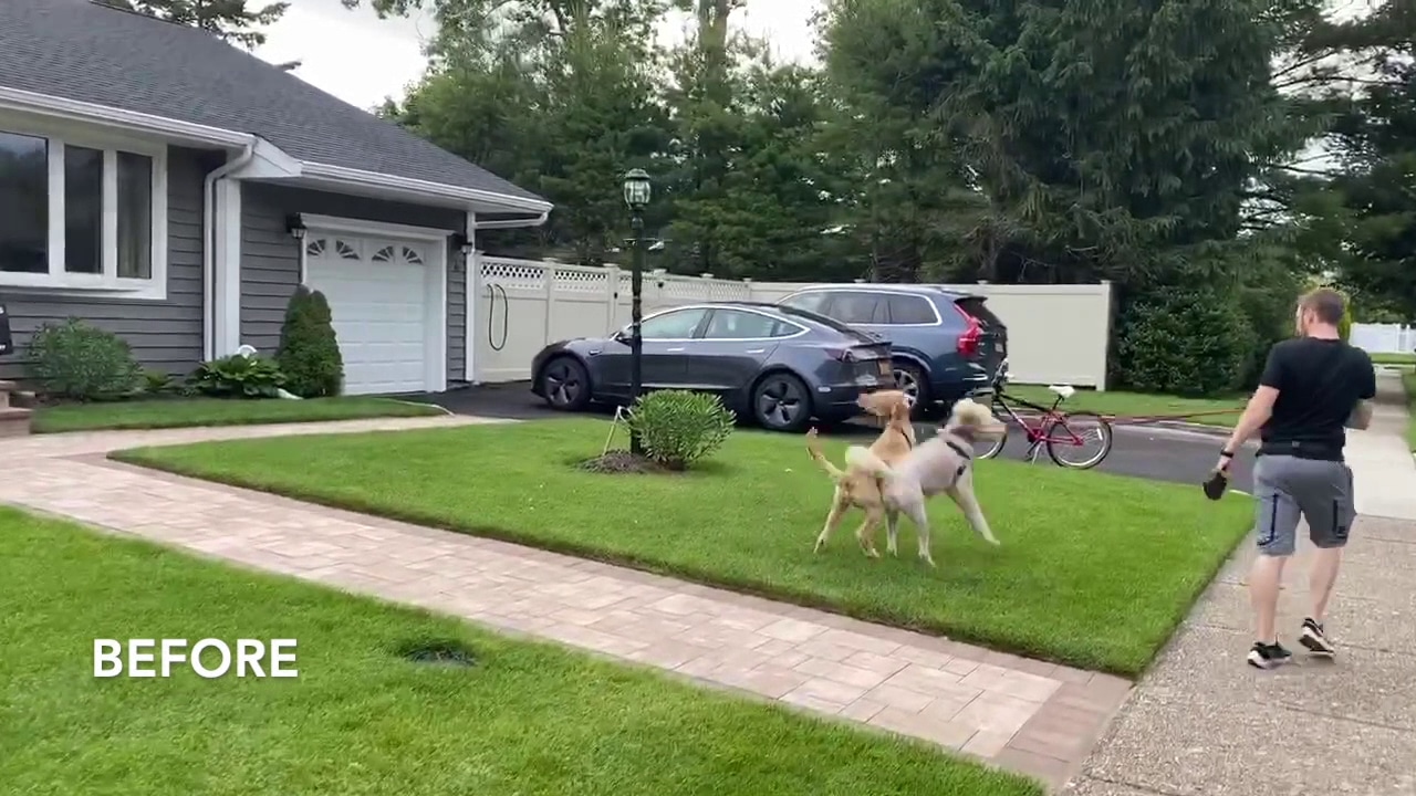 Pawmos Dog Training - Brooklyn, NY