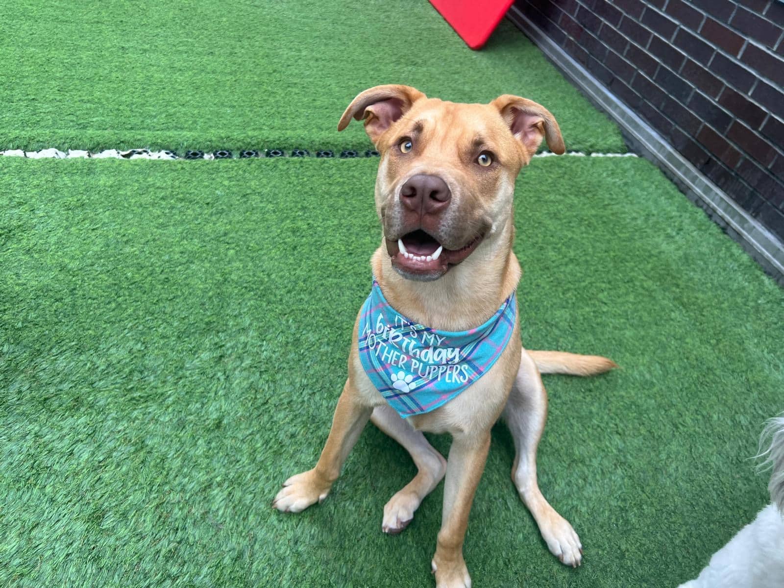 ProspectBArk! - Brooklyn, NY