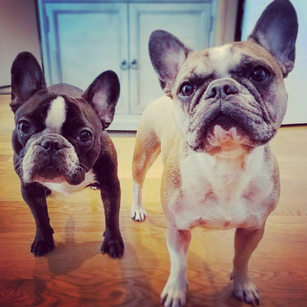 ProspectBArk! - Brooklyn, NY