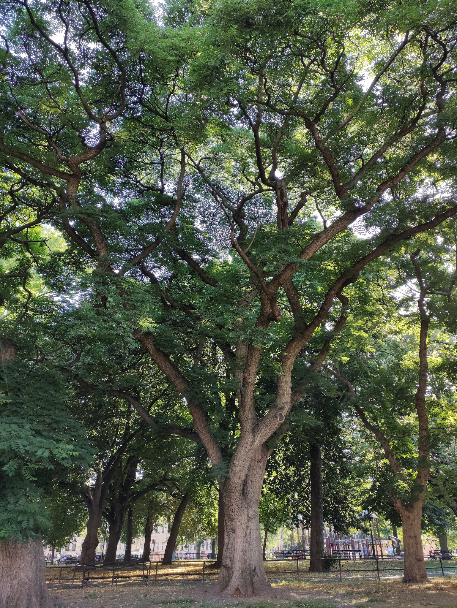 Saratoga Park - Brooklyn, NY