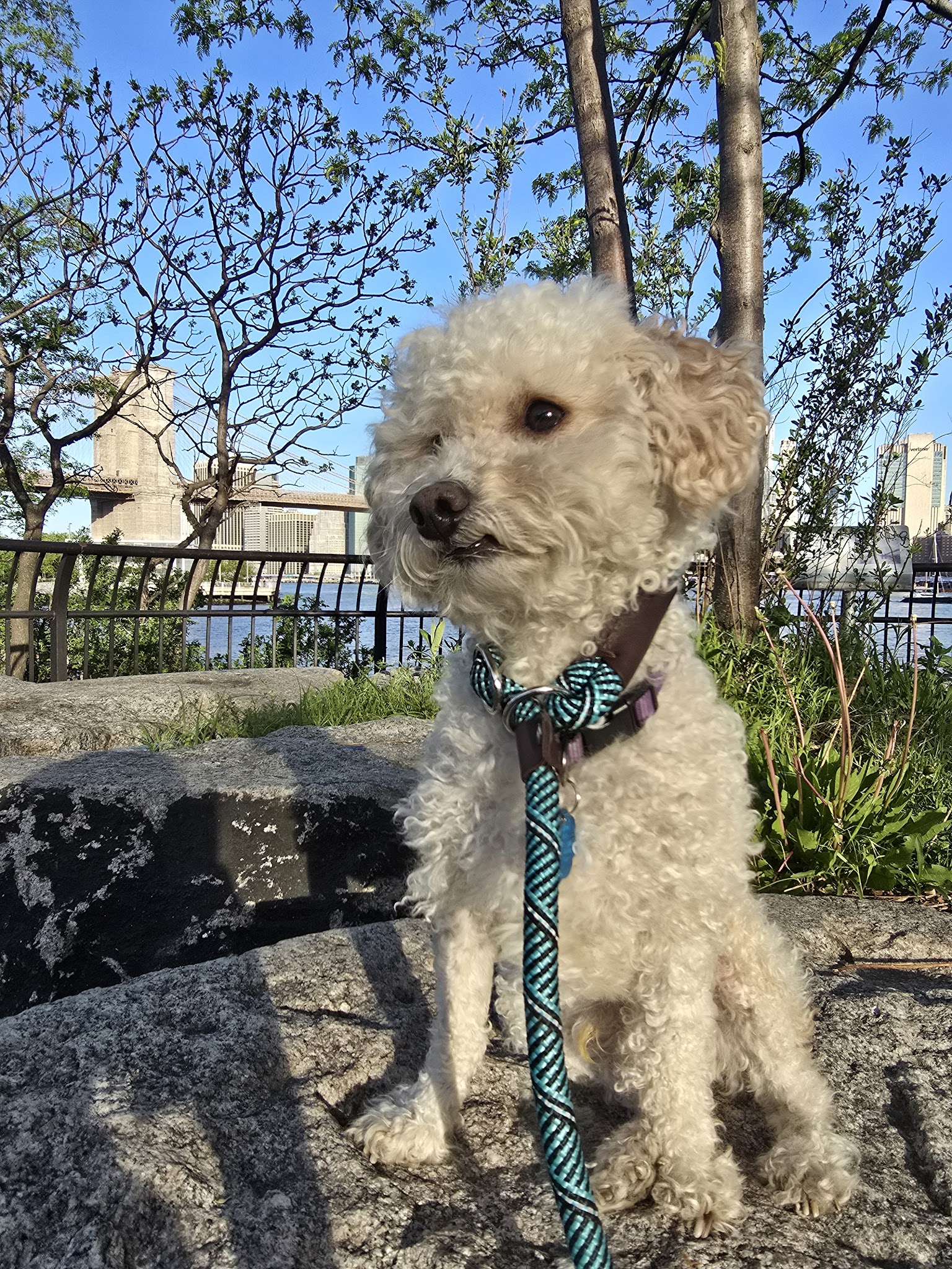 The Dog Behaviorist NYC - Brooklyn, NY