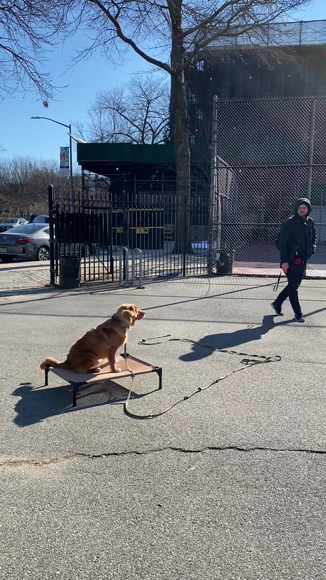 The Dog Behaviorist NYC - Brooklyn, NY