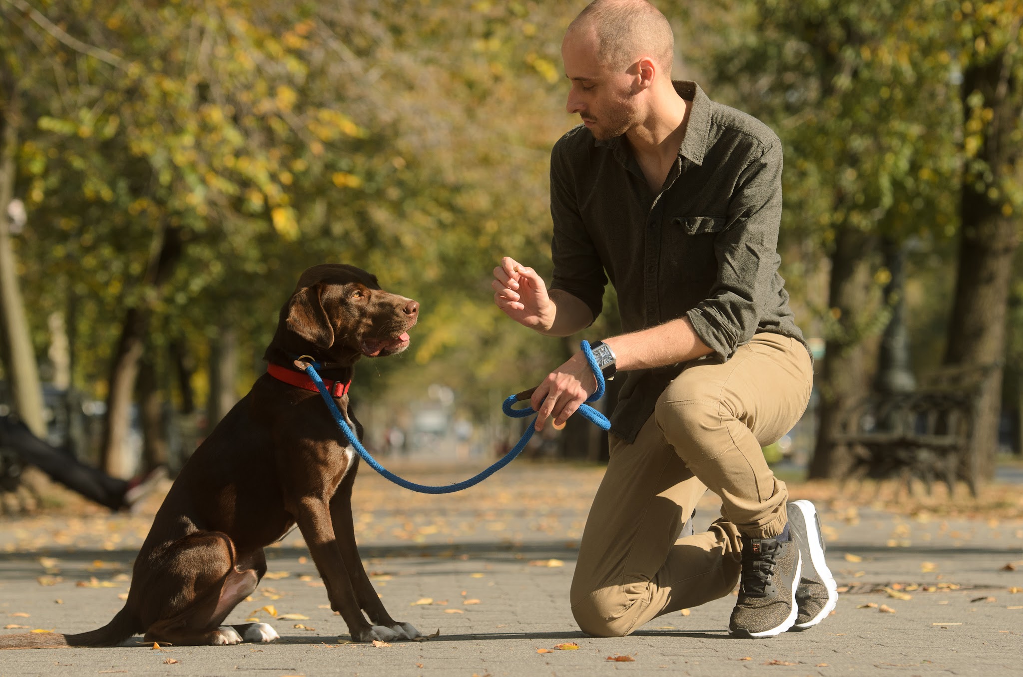 The Dog Behaviorist NYC - Brooklyn, NY