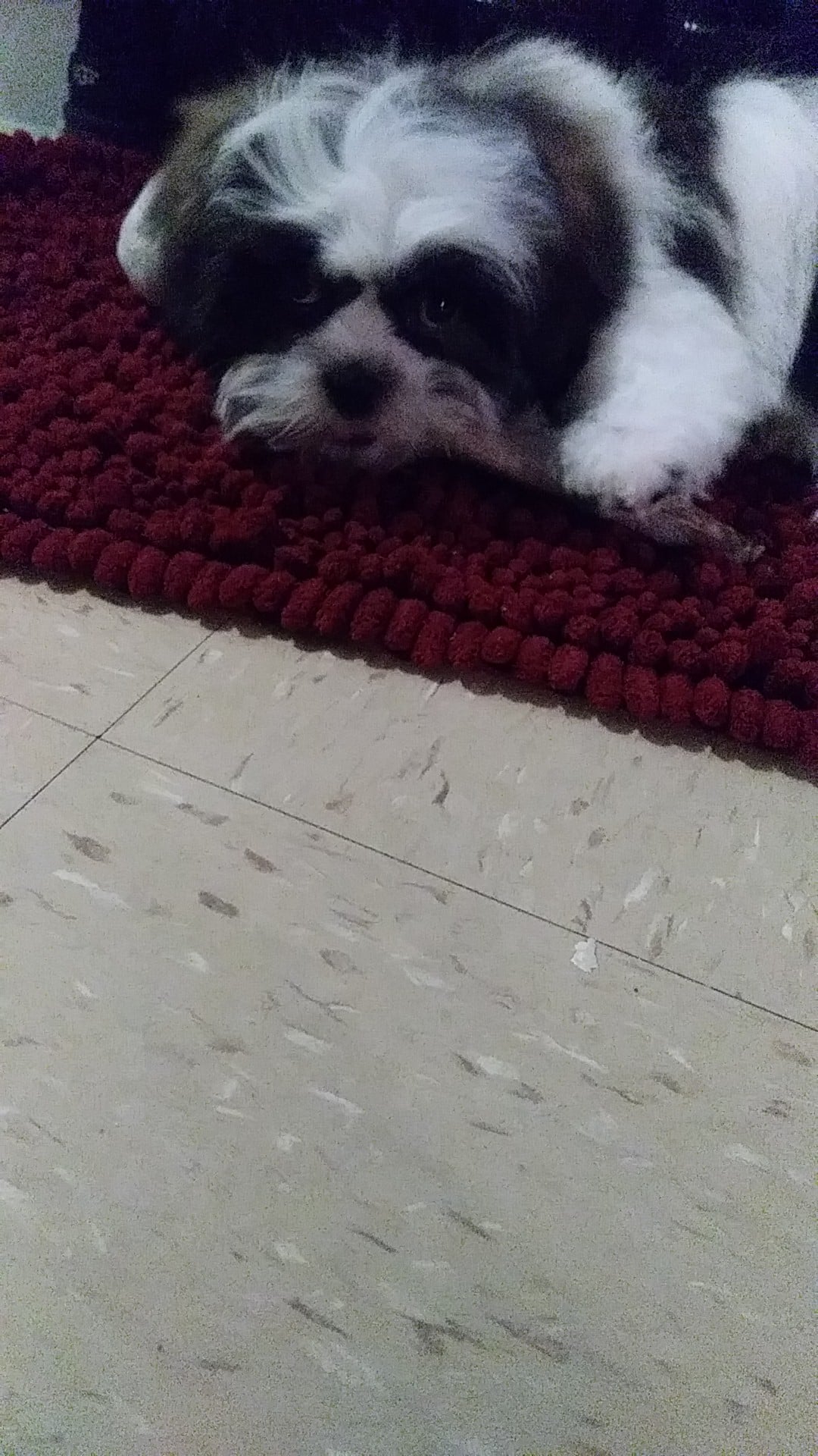 The Original Puppy Party! - Brooklyn, NY