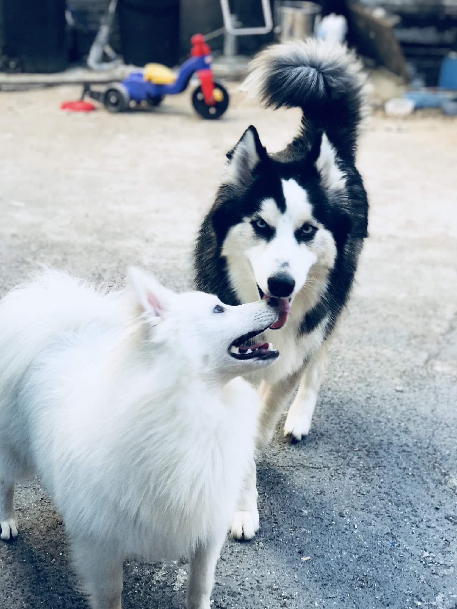 The Original Puppy Party! - Brooklyn, NY
