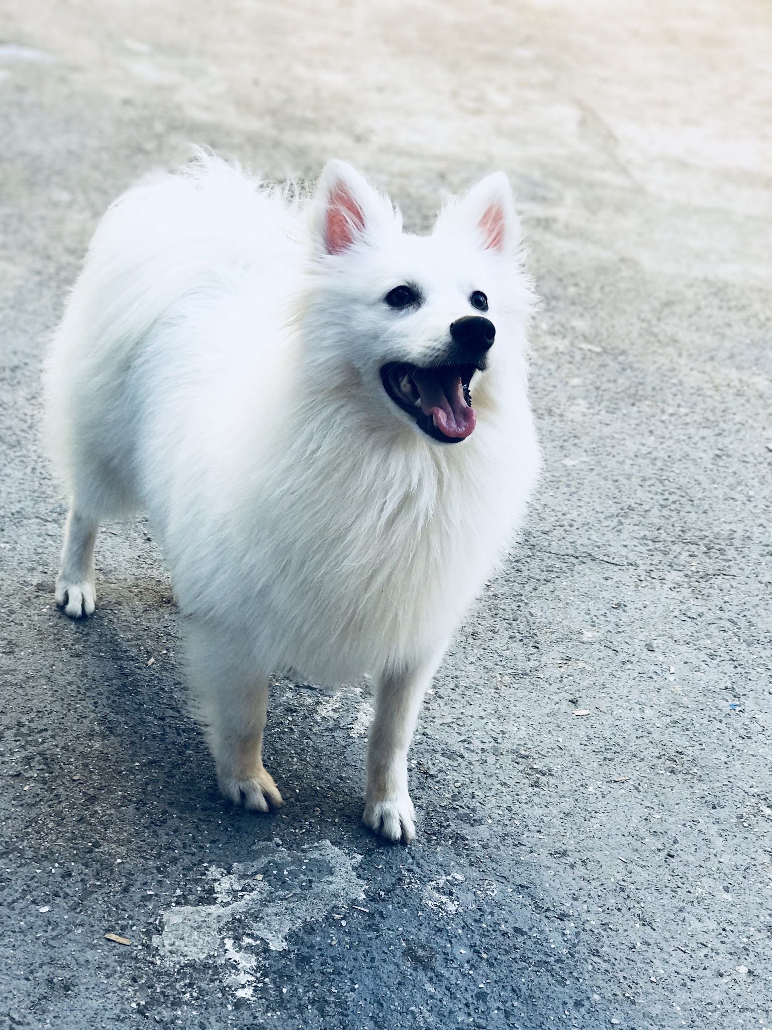 The Original Puppy Party! - Brooklyn, NY