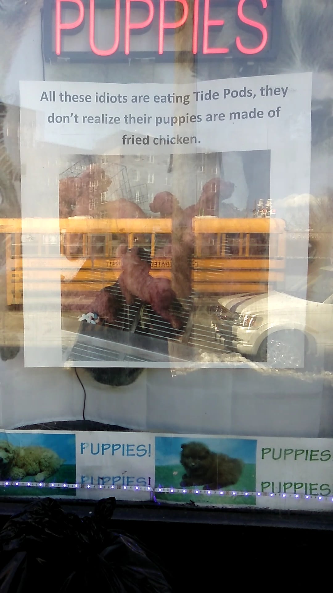 The Original Puppy Party! - Brooklyn, NY