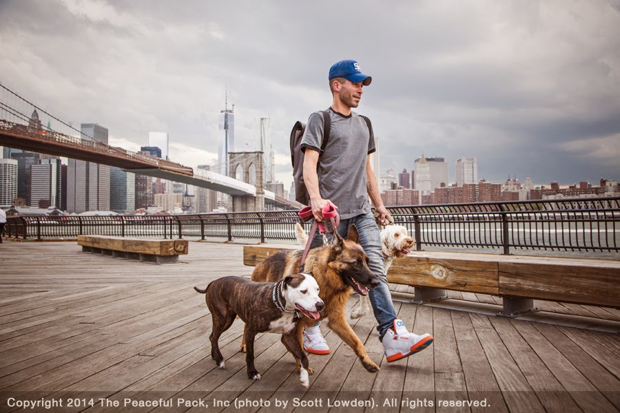 The Peaceful Pack - Brooklyn, NY