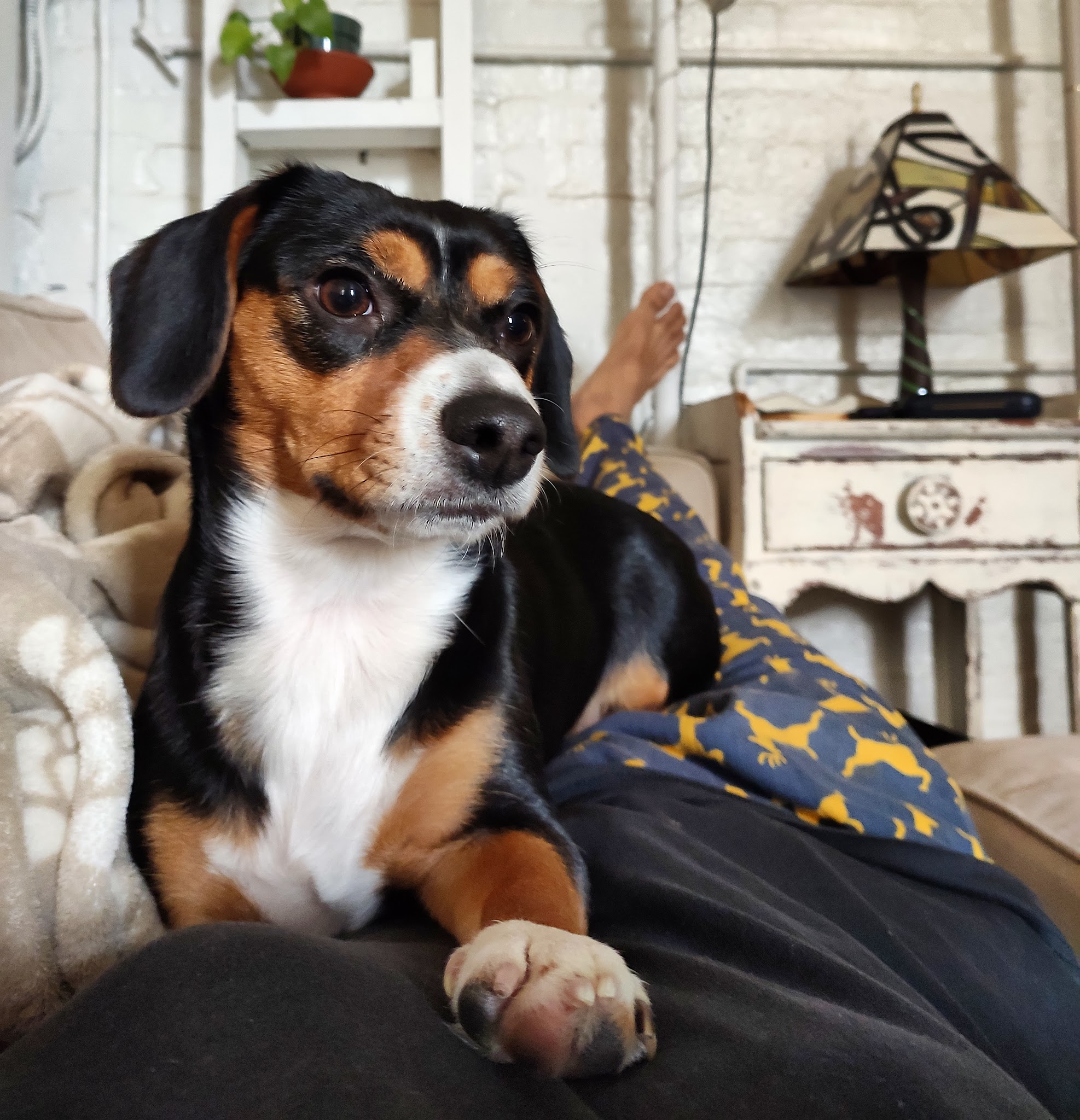 Woofs & Wags - Brooklyn, NY