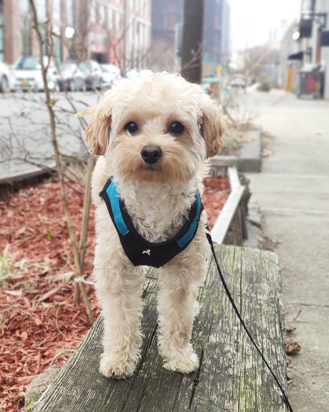 Woofs & Wags - Brooklyn, NY