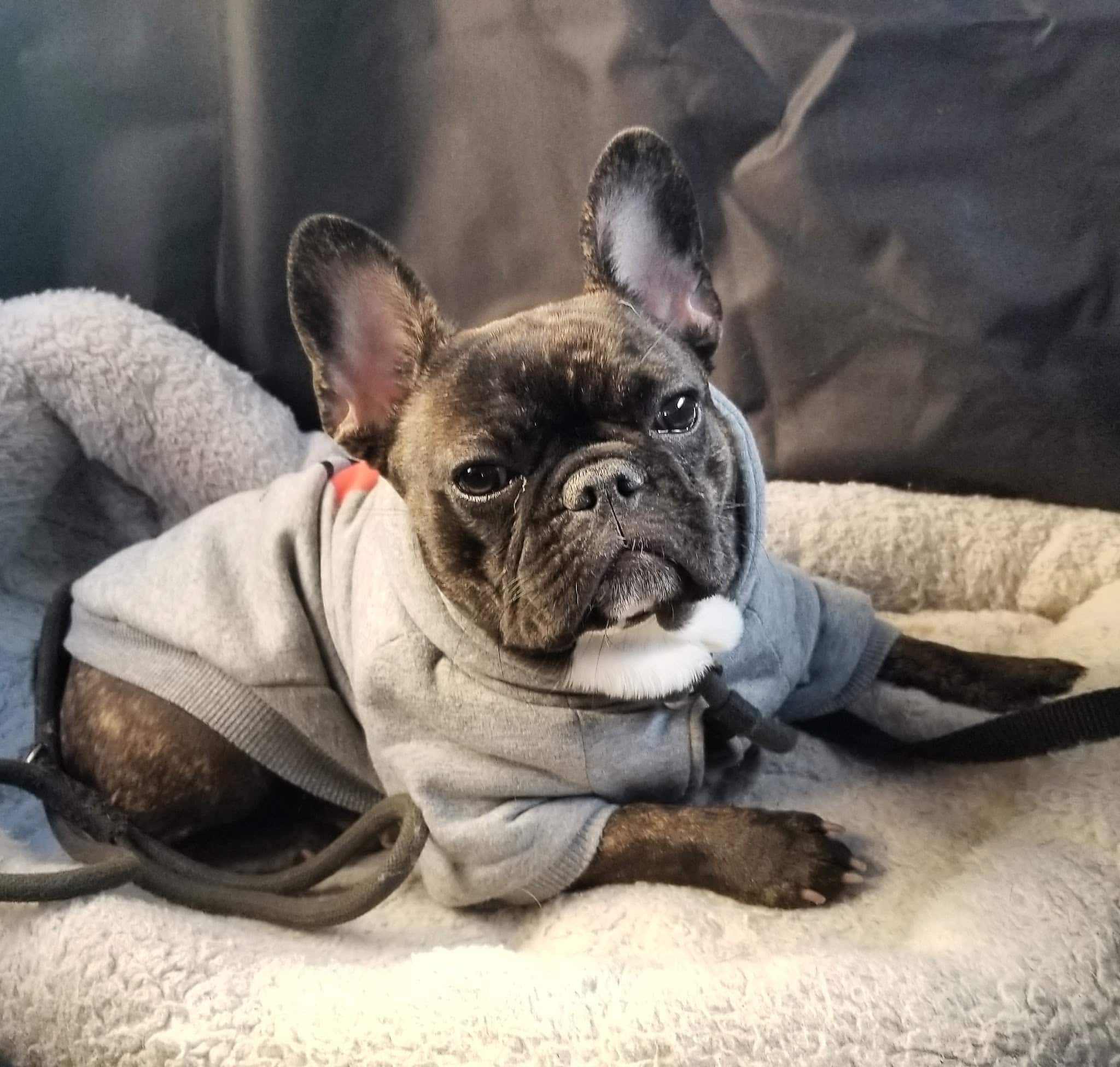 Woofs & Wags - Brooklyn, NY