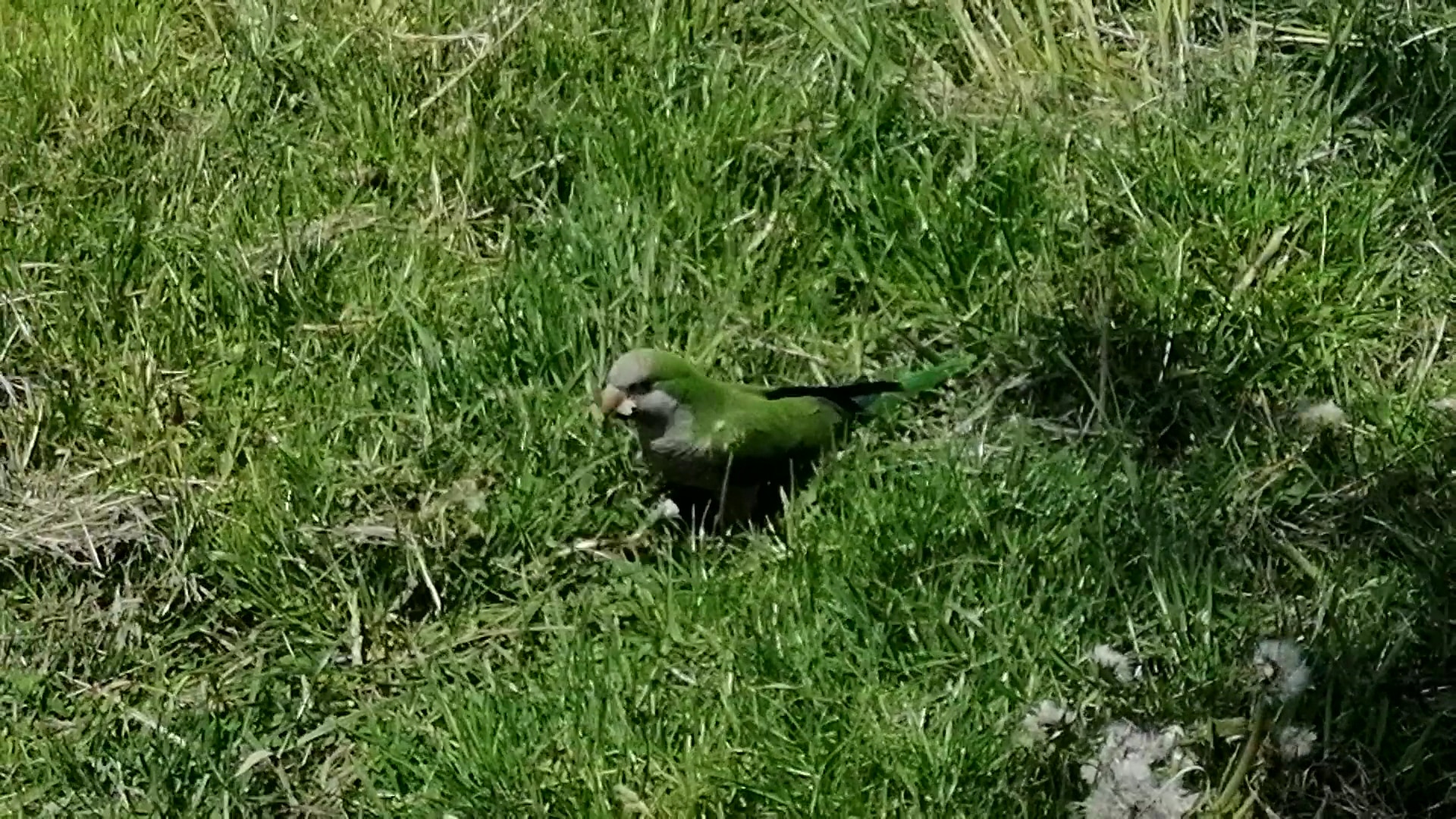 Calvert Vaux Park - Brooklyn, NY