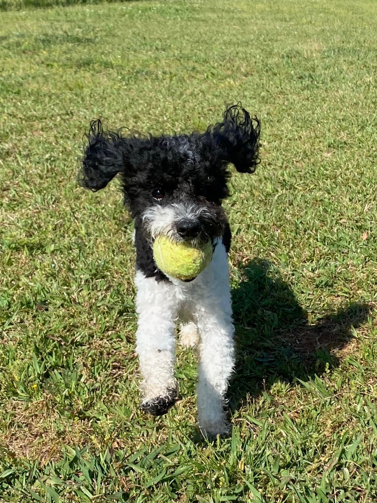 Canine Country Club of the South - Brooks, GA