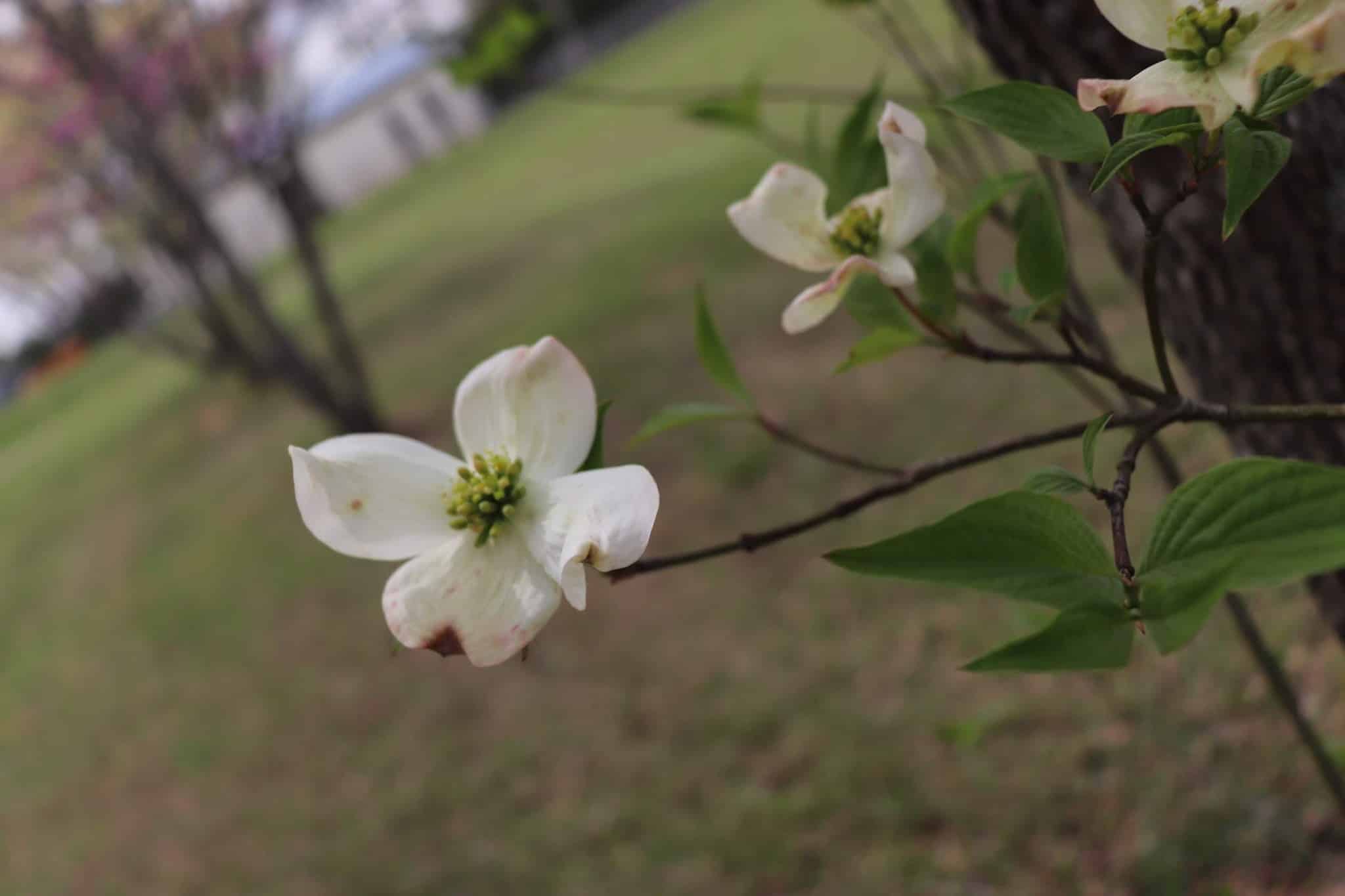 Bruceton City Park - Bruceton, TN