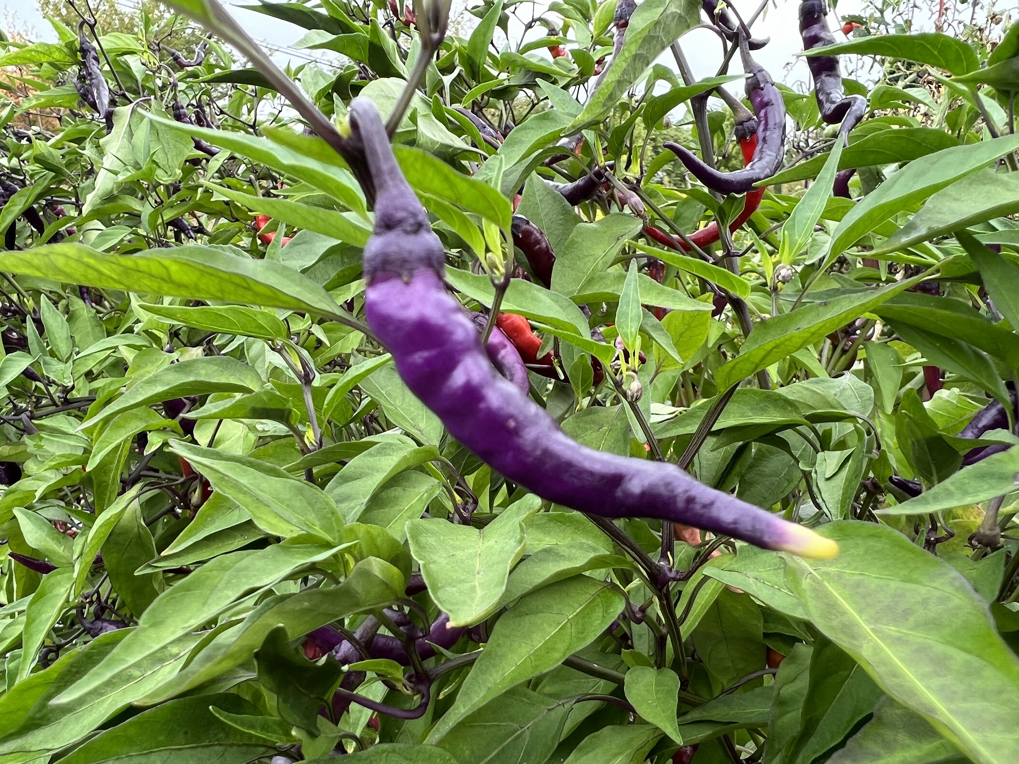 Overlook Park - Brunswick, MD