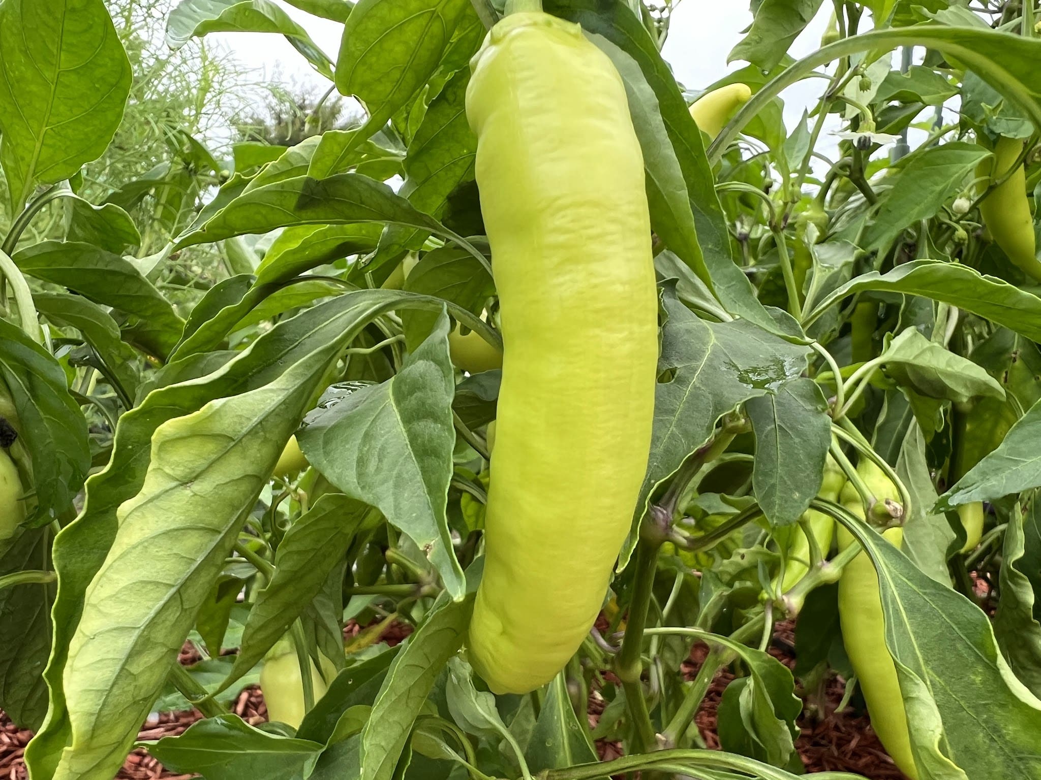 Overlook Park - Brunswick, MD