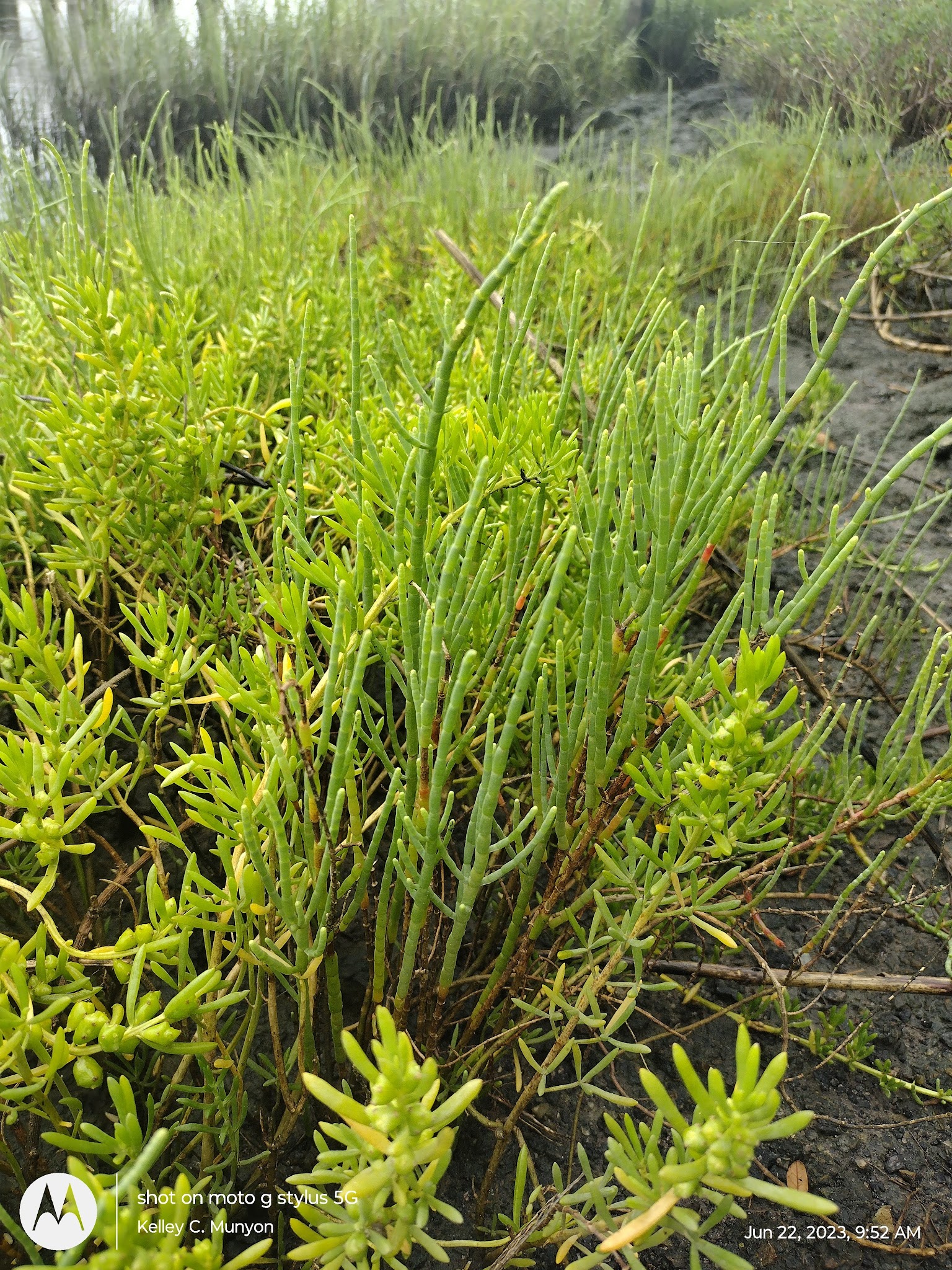 Overlook Park - Brunswick, MD