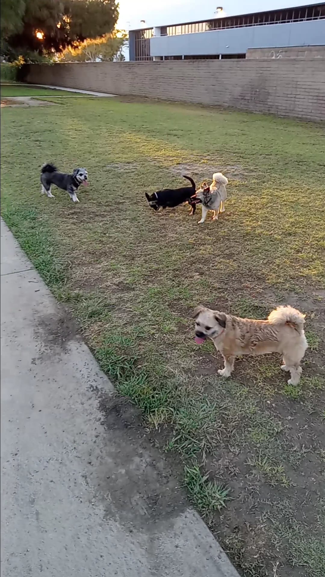 Bellis Park Dog Park - Buena Park, CA