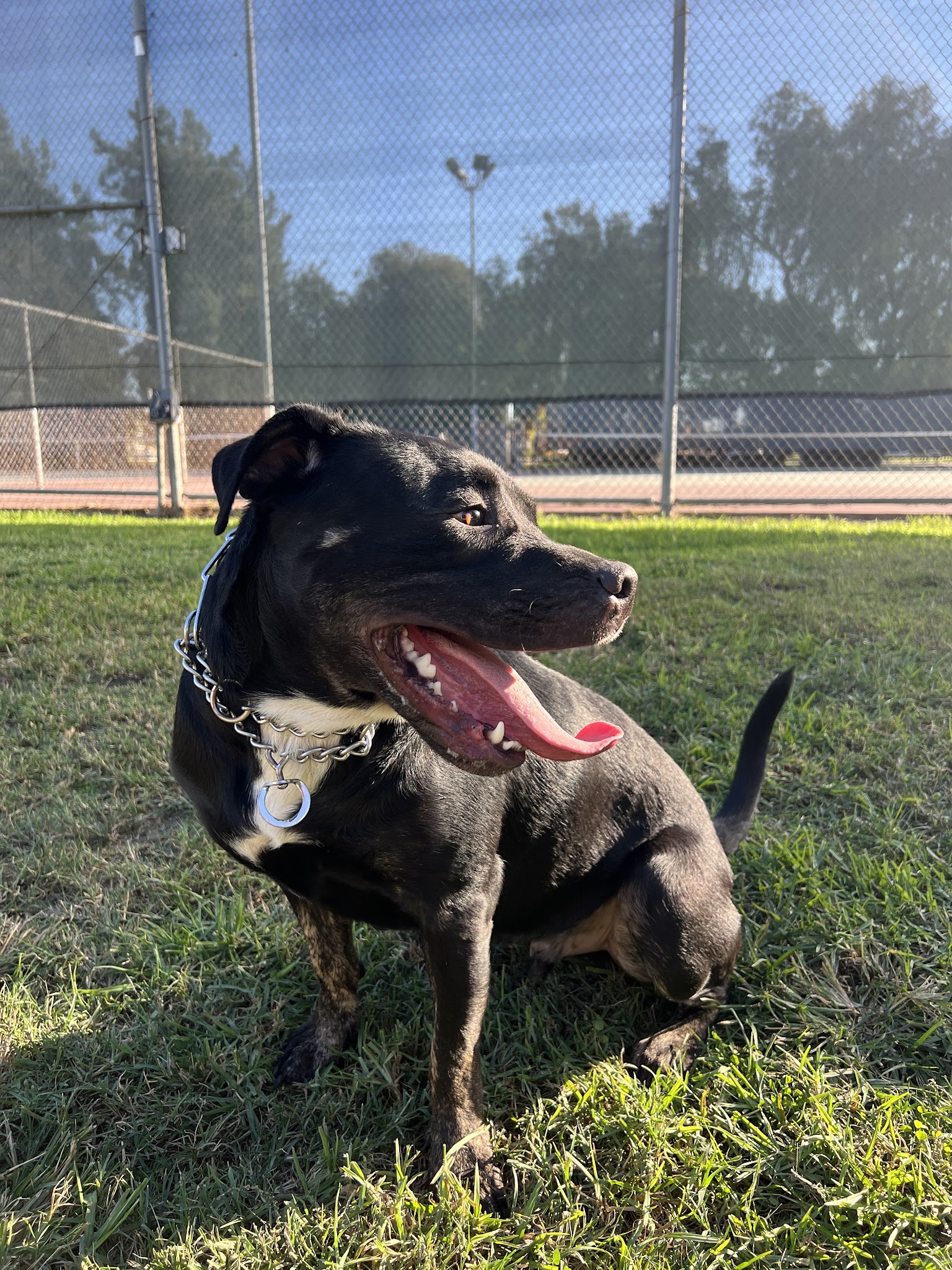 Bellis Park Dog Park - Buena Park, CA