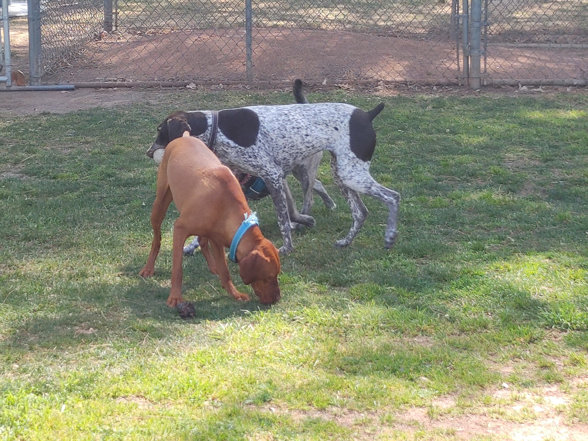 Bellis Park Dog Park - Buena Park, CA