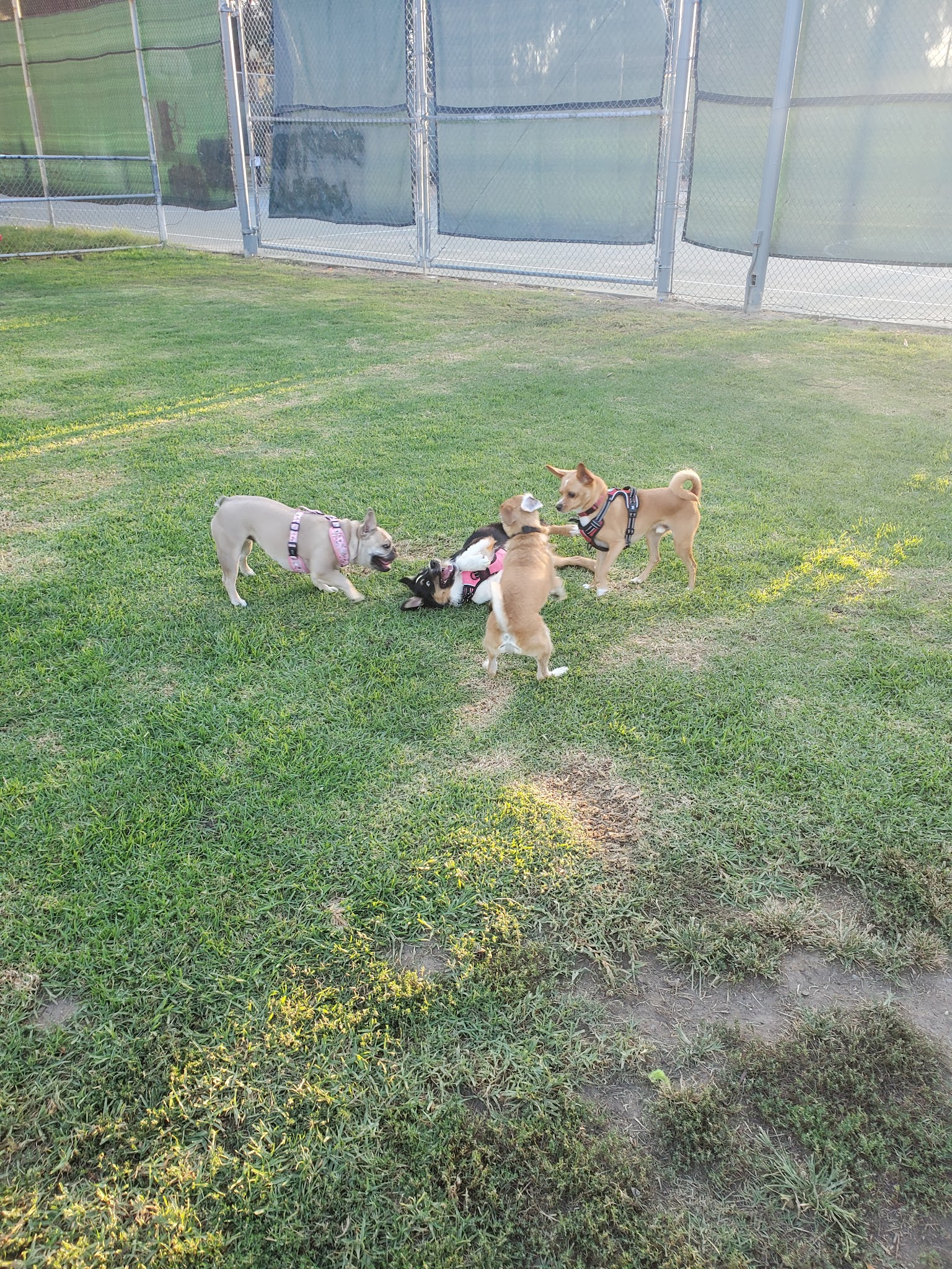 Bellis Park Dog Park - Buena Park, CA