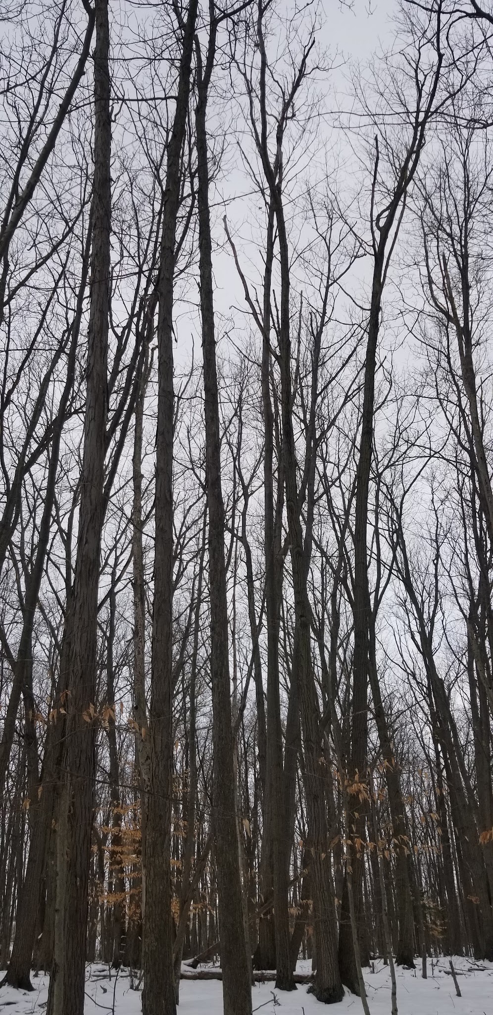 Orchard Acres Park - Buffalo, NY