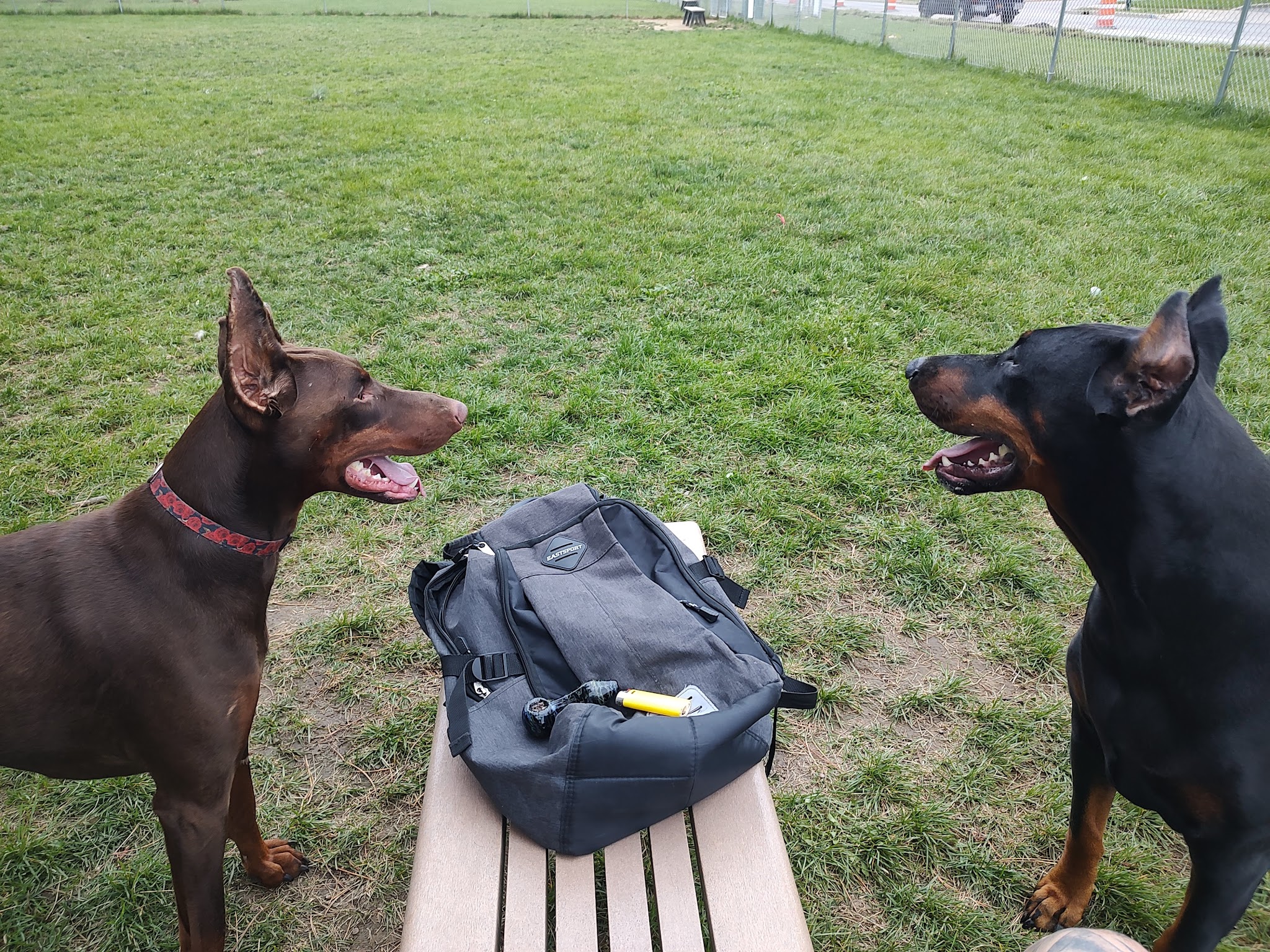 Temporary Dog Park (Ralph Wilson Park) - Buffalo, NY