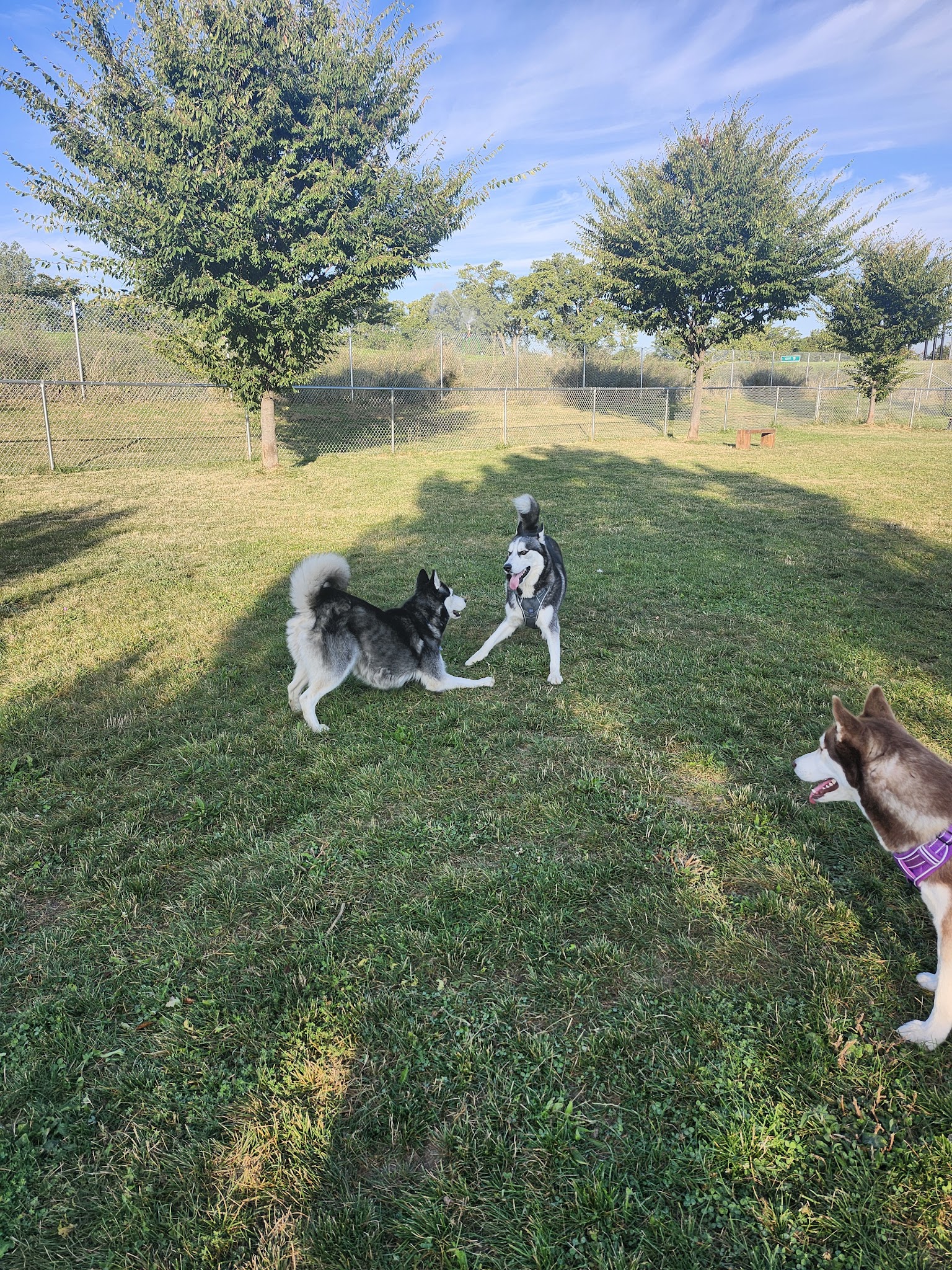 Temporary Dog Park (Ralph Wilson Park) - Buffalo, NY