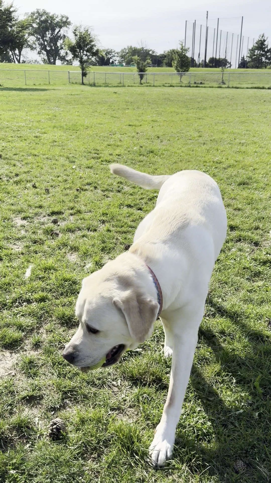 Temporary Dog Park (Ralph Wilson Park) - Buffalo, NY