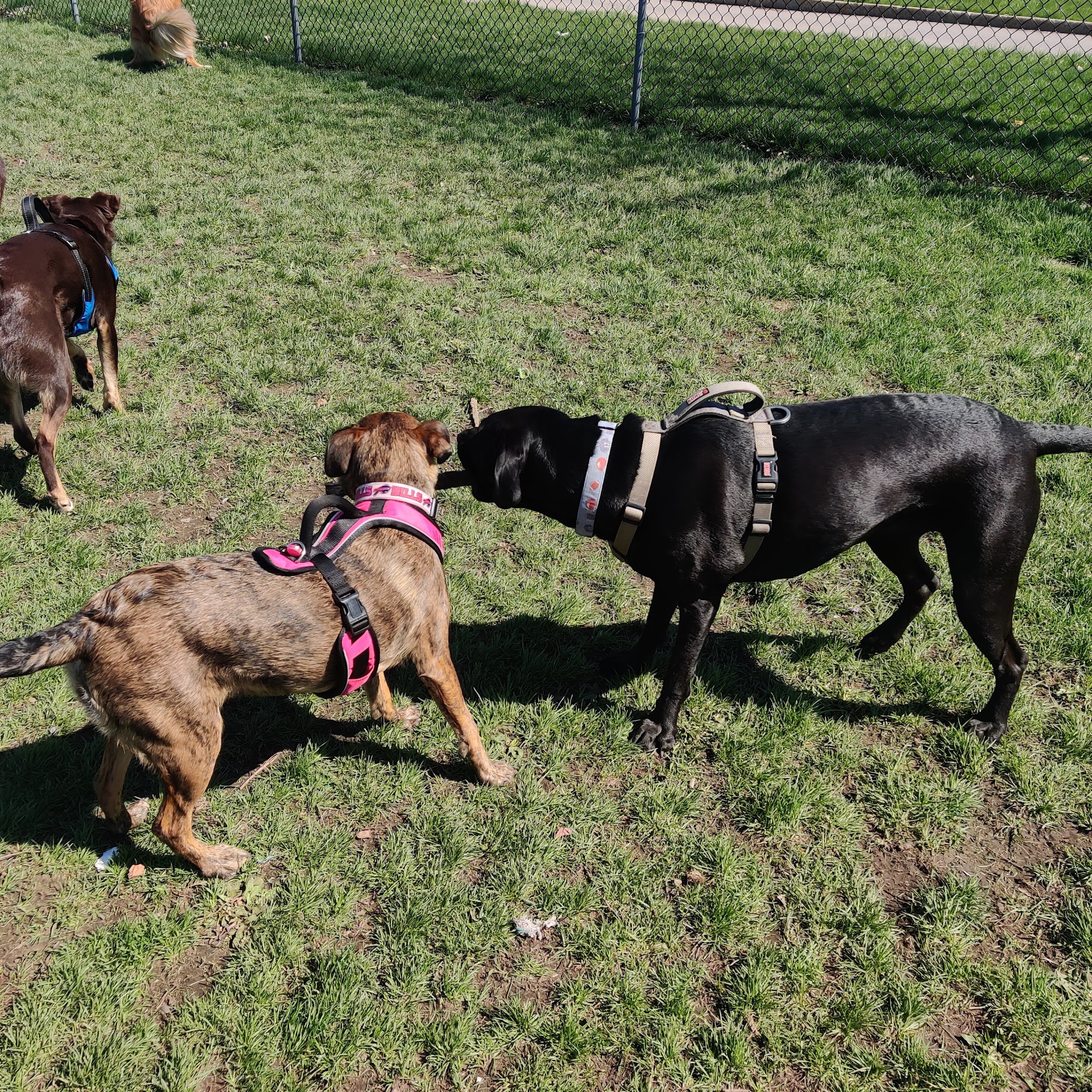 The Barkyard - Off-Leash Dog Park - Buffalo, NY