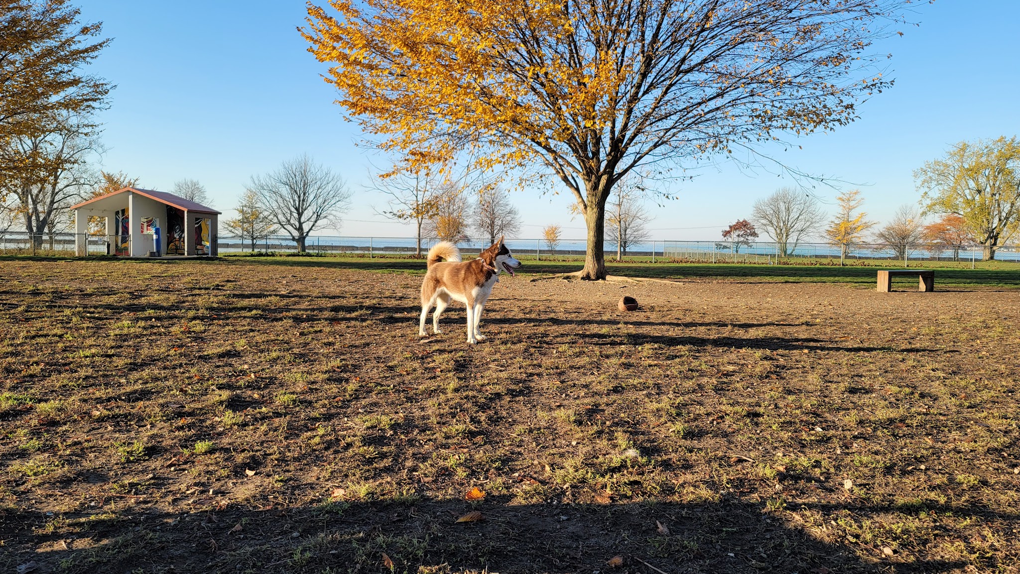 The Barkyard - Off-Leash Dog Park - Buffalo, NY