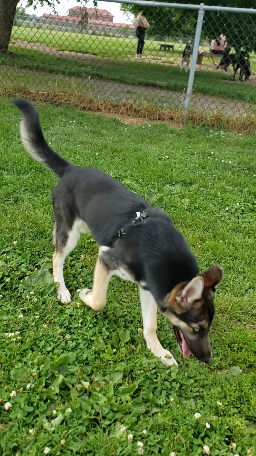 The Barkyard - Off-Leash Dog Park - Buffalo, NY