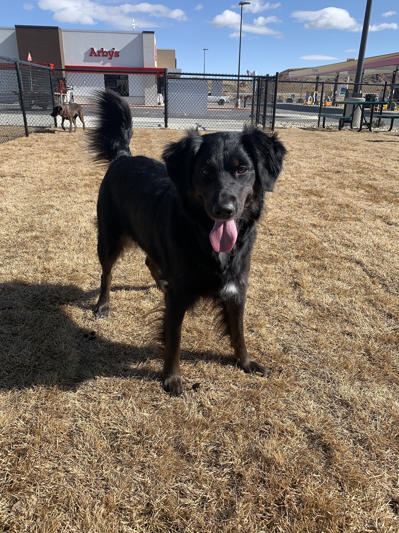 Dog Park at Love's Travel Stops - Buffalo, WY