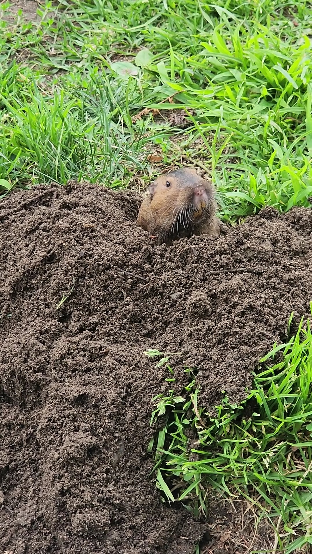 Maple Street Playground - Burbank, CA
