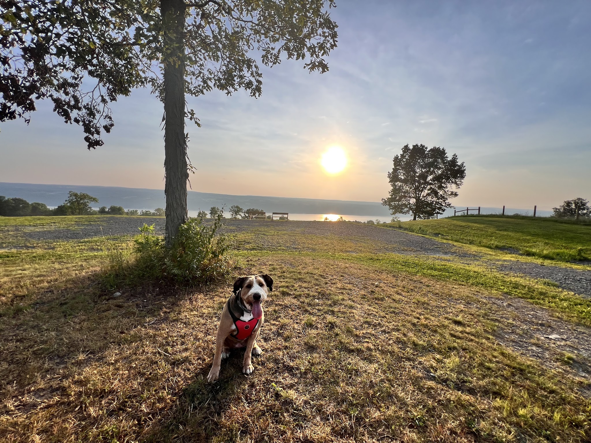 Beer Mountain Dog Park at Grist Iron Brewing Company - Burdett, NY