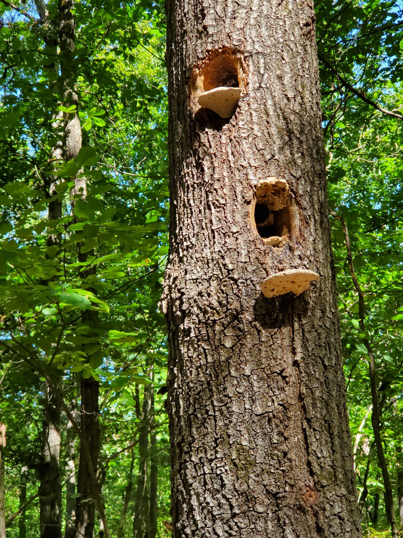 Yapewi Park - Butler, NJ