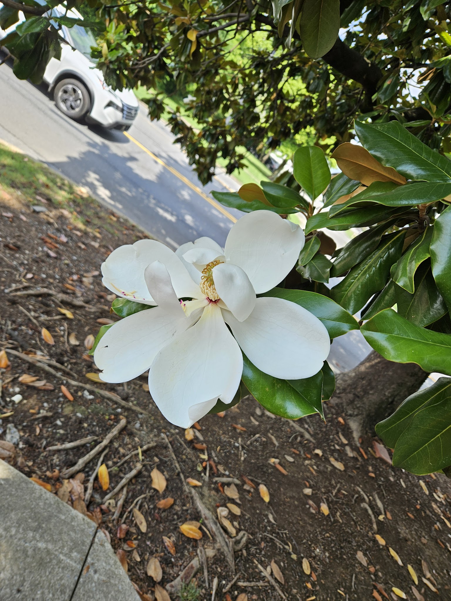 Calhoun City Park - Calhoun, GA