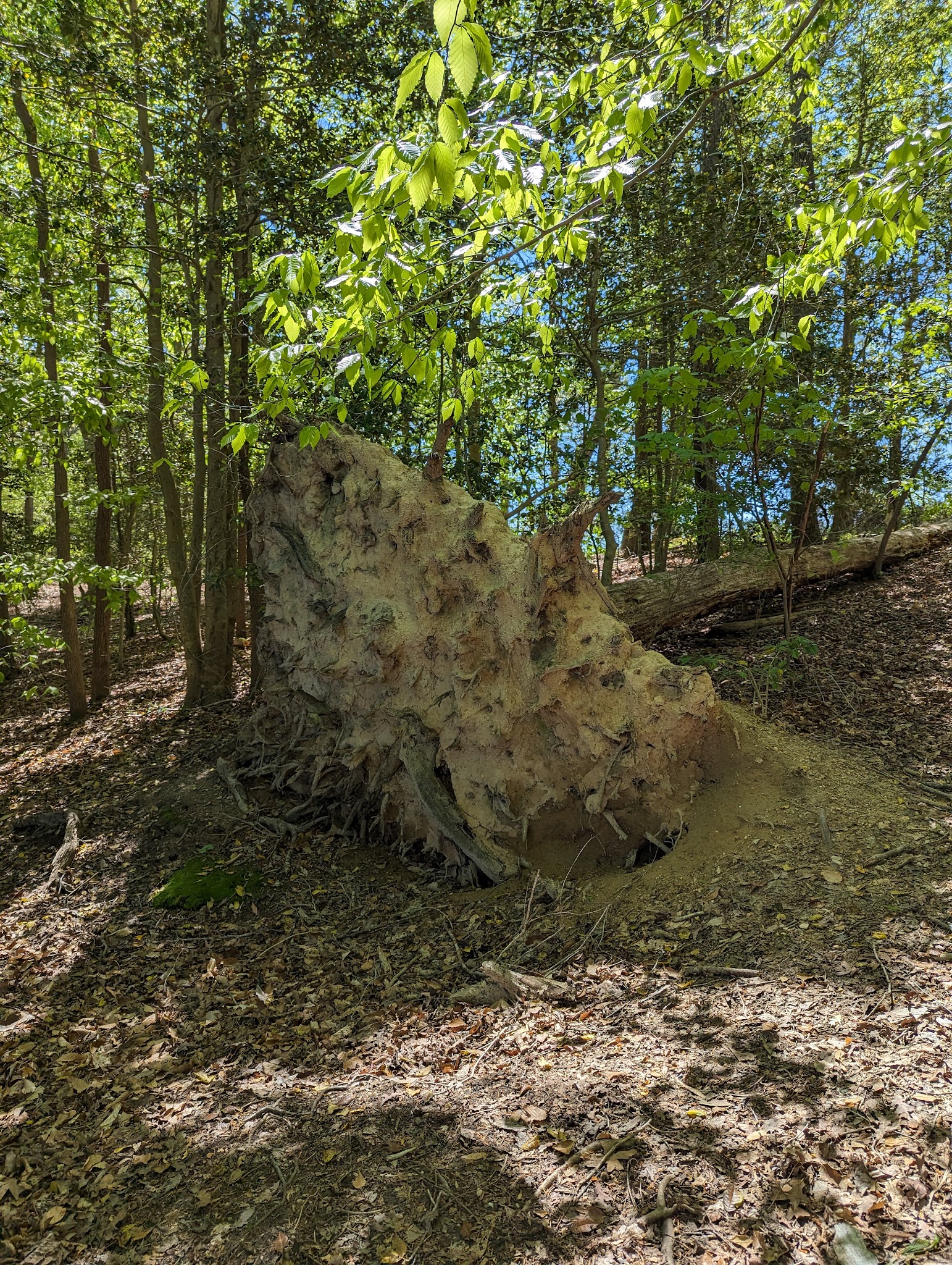 St Marys River Watershed Park - California, MD