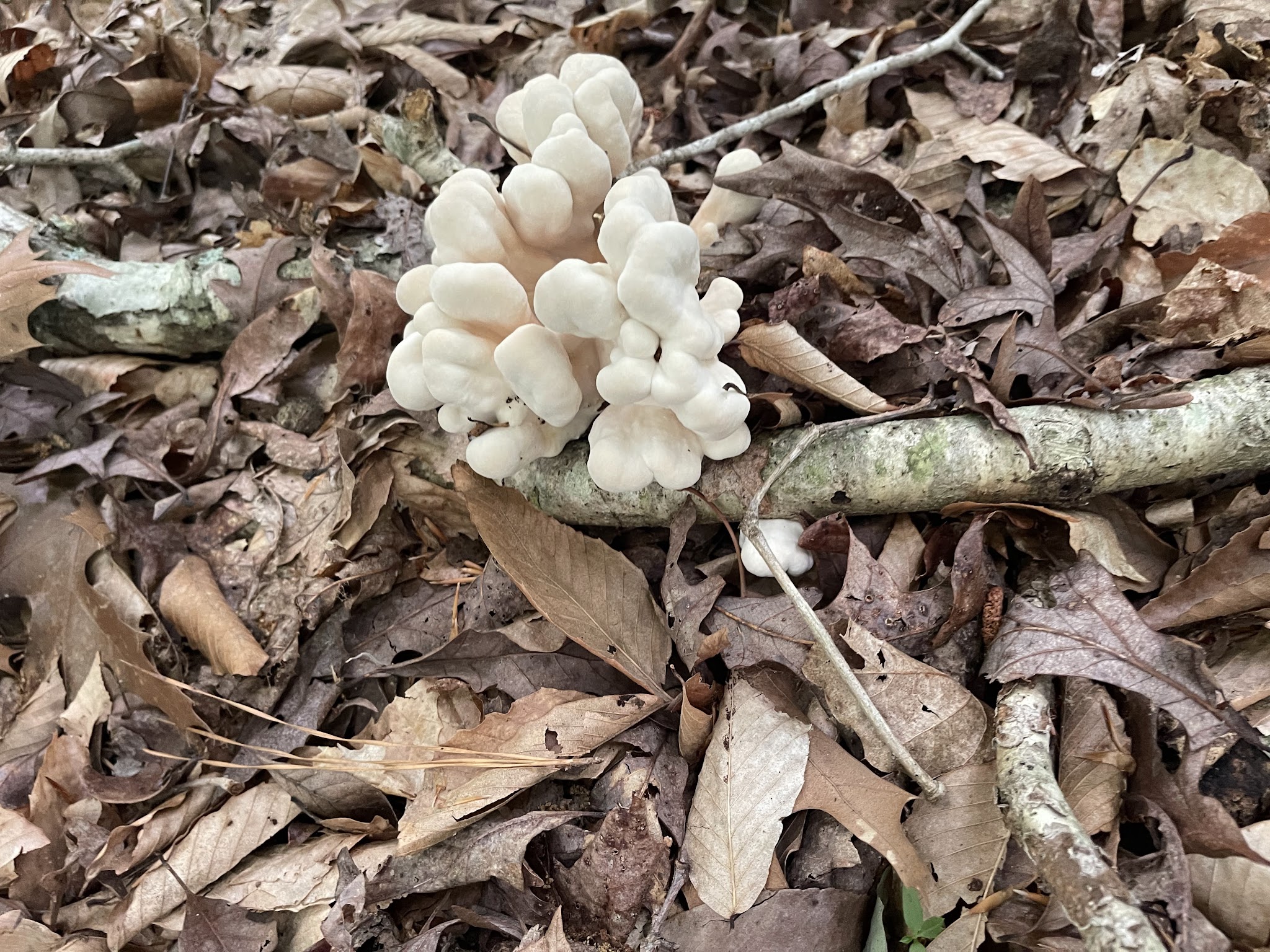 St Marys River Watershed Park - California, MD